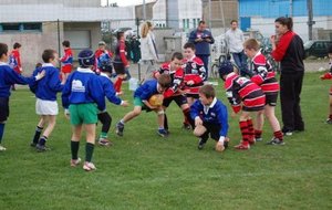 Les mini-poussins en action